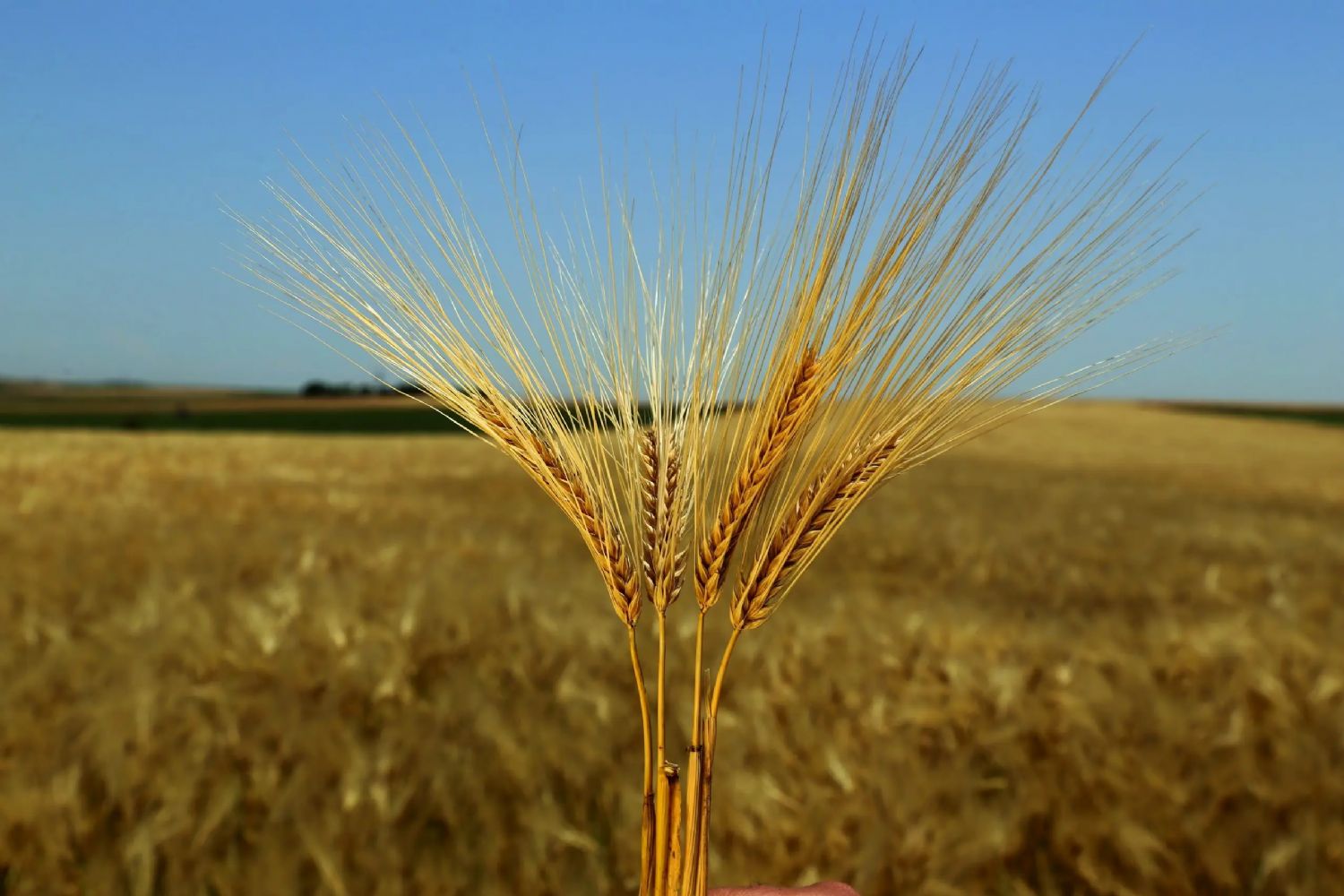 Finola Arpa Tohumu