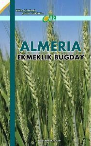 ALMERA Ekmeklik Buday Tohumu