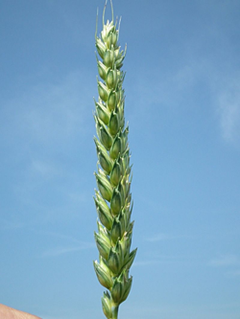 Avorio