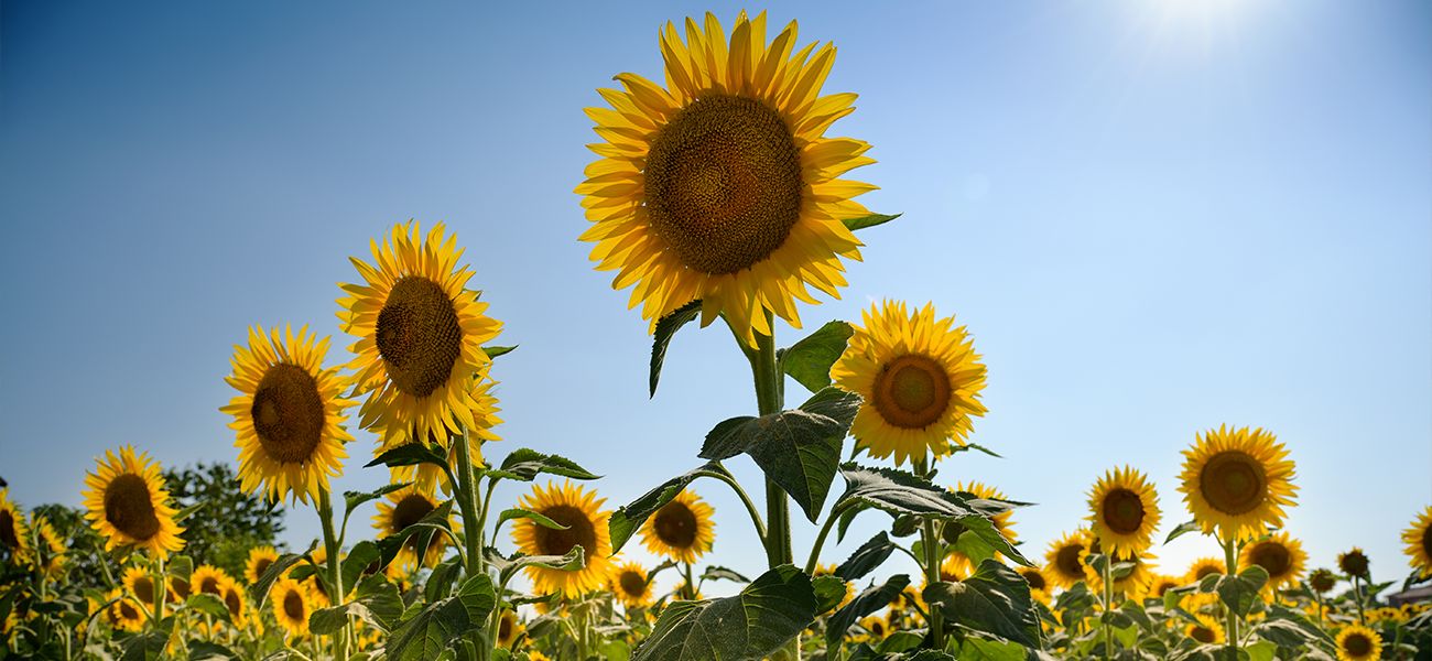 Sunrose (Ya�l�k Ay�i�e�i)
