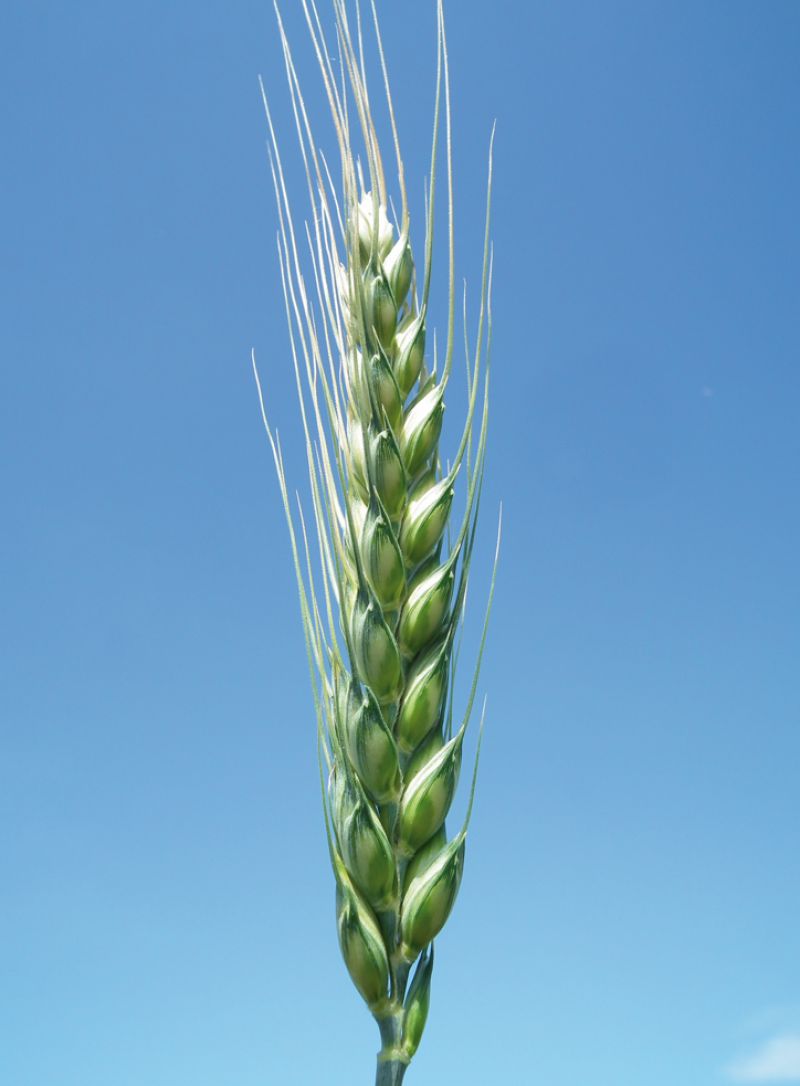 Bisanzio