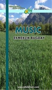 MUSC Ekmeklik Buday Tohumu