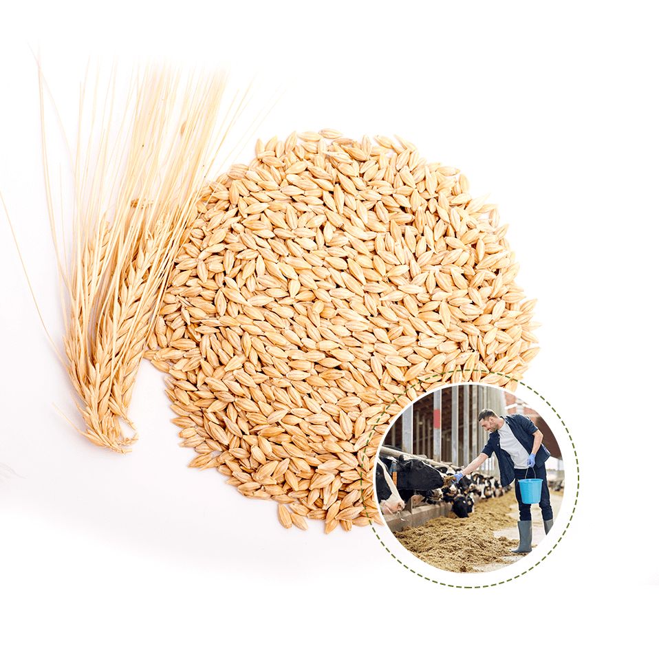 2 SIRALI ARPA PREMIUM