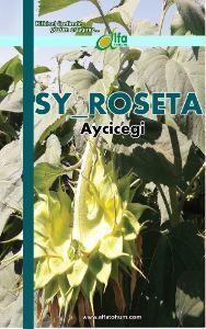 SY_ROSETA Ayiei Tohumu