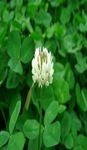 TRIFOLIUM REPENS im Tohumu