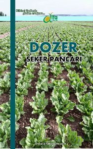 DOZER eker Pancar Tohumu