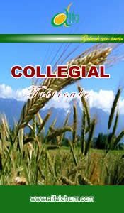 COLLEGAL Triticale Tohumu