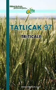 TATLICAK-97 Triticale Tohumu