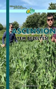 ASCENSION Yem Bezelyesi