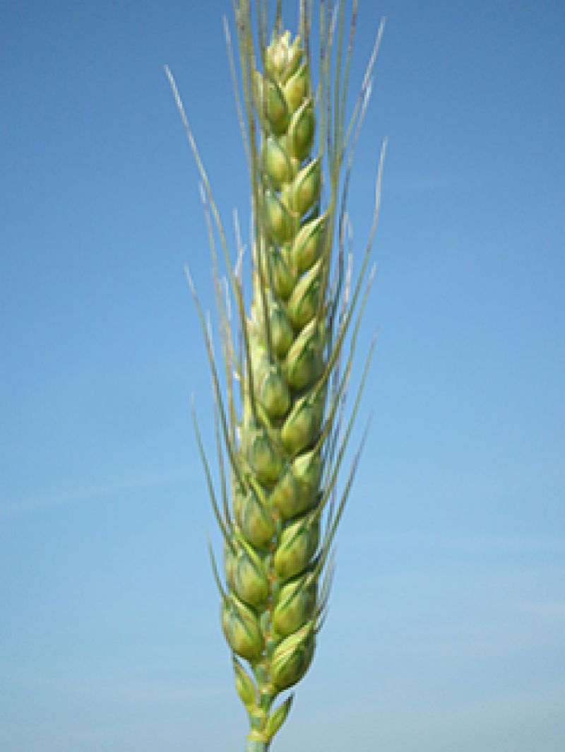 Tereiia Odeska